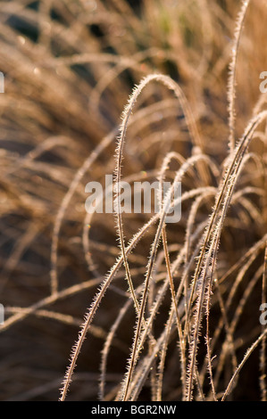 Close up di Carex flagellifera coperto di brina Foto Stock