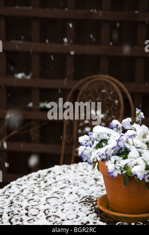 Viola Viola rocciose Swirl in una pentola di terracotta all'aperto come si inizia a neve Foto Stock