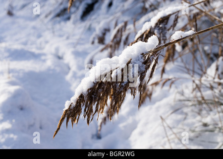 Comune o "Norfolk' Reed Phragmites australis. Panicle o semi di testa, oberati di neve. Hickling, Norfolk. L'inverno. Foto Stock