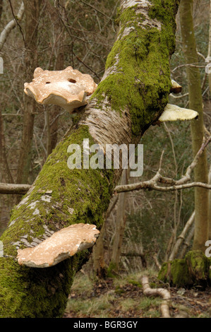 Piptoporus betulinus, rasoio strop fungo Foto Stock