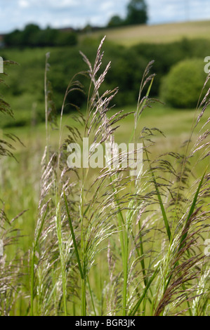Tufted Hair-grass, "deschampsia cespitosa" Foto Stock