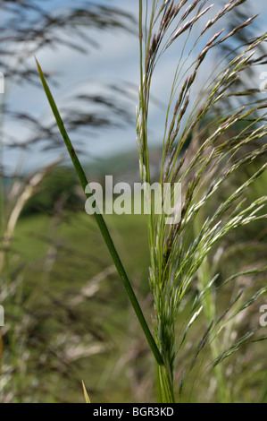 Capelli tufted-erba, deschampsia cespitosa Foto Stock