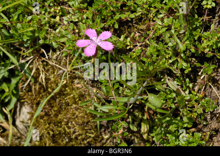 Maiden Rosa, dianthus deltoides Foto Stock