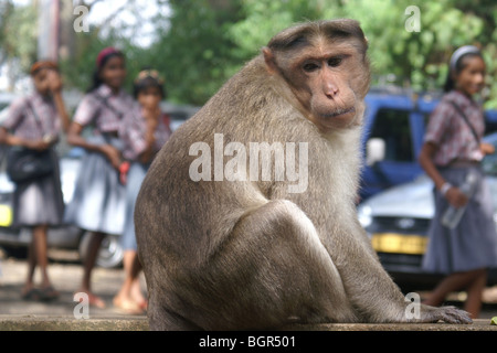 Cofano in scimmia del Periyar Wildlife Sanctuary, India. Foto Stock