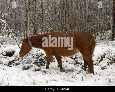 Pony selvatici in una coperta di neve New Forest Hampshire REGNO UNITO Foto Stock