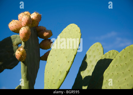 Una vista ingrandita di un fico d'india cactus, noto anche come nopales, dando i suoi frutti nella Santa Ynez Valley della California. Foto Stock