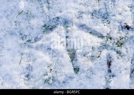 Comune, europea o gru eurasiatica (grus grus). Stampa del piede nella neve. Norfolk. Inverno, gennaio. Foto Stock