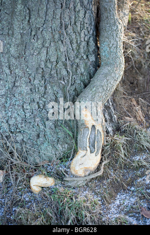 Edera (Hedera helix). Rosicchiati dai conigli (oryctolagus cuniculus). Cibo alternativo ha cercato nel duro inverno meteo. Foto Stock