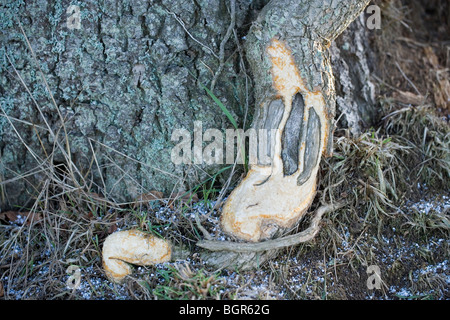 Edera (Hedera helix). Rosicchiati dai conigli (oryctolagus cuniculus). Cibo alternativo ha cercato nel duro inverno meteo. Foto Stock