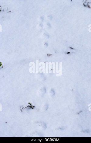 Coniglio (oryctolagus cuniculus). Piedi stampe in soffice neve di fusione. Esecuzione di animale. Foto Stock