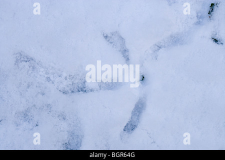 Comune, europea o gru eurasiatica (grus grus). Ingombro con la neve. Gennaio, Norfolk. Foto Stock