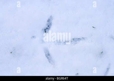 Comune, europea o gru eurasiatica (grus grus). Ingombro con la neve. Gennaio, Norfolk. Foto Stock