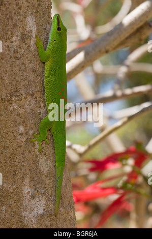 Madagascar giorno gigante Gecko (Phelsuma madagascariensis grandis), Madagascar Foto Stock