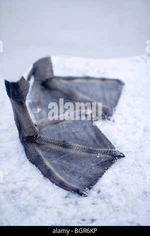 Cigno (Cygnus olor). Palmati piedi nella neve sulla superficie del ghiaccio. L'inverno. Foto Stock