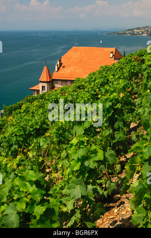 L'azienda vinicola Clos des Abbayes, sito Patrimonio Mondiale dell'UNESCO Lavaux sul Lago Leman, Vaud, Svizzera Foto Stock