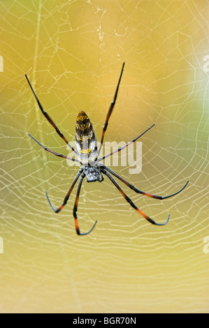 Golden orb-web spider (Nephila madagascariensis), Madagascar Foto Stock