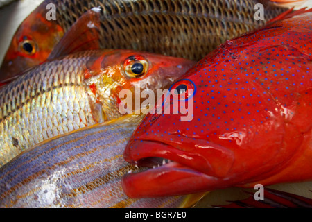 Reef di fresco pesce pescato sulla Grande Barriera Corallina in Australia Foto Stock