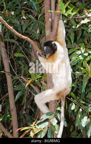 Incoronato Sifaka (Propithecus coronatus), Madagascar Foto Stock