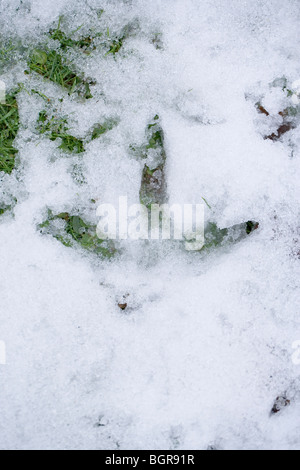 Comune, europea o gru eurasiatica (grus grus). Stampa del piede nella neve soffice. Gennaio, Norfolk. Foto Stock