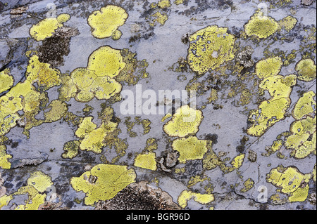 L'ardesia ricoperte di alghe / lichen nell'area Migneint di Gwynedd, il Galles del Nord. Foto Stock