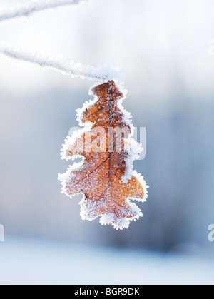 Una coperta di ghiaccio foglie di quercia, close-up. Foto Stock