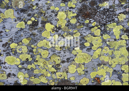 L'ardesia ricoperte di alghe / lichen nell'area Migneint di Gwynedd, il Galles del Nord. Foto Stock