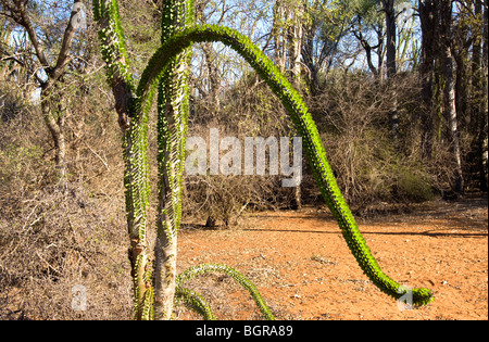 Il polpo Tree (Didiera madagascariensis), Foresta spinosa, Berenty, Madagascar Foto Stock