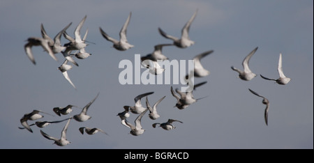 Gregge di nodo, Calidris canutus, volare da alta marea roost torna in riva al mare Foto Stock