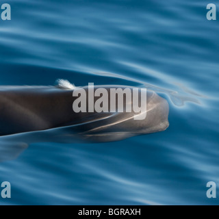 A breve alettato di Balene Pilota, Globicephala macrorhynchus, nuoto off Tenerife, Isole Canarie Foto Stock