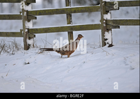 Gallina fagiana nella neve Foto Stock