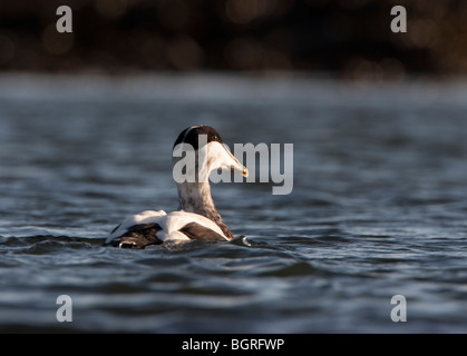 Eider maschi di anatra mollisima Somateria in eclipse piumaggio vicino Johnshaven, Scozia Foto Stock