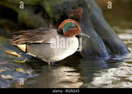 Teal, Anas crecca, Drake duck nuoto, REGNO UNITO Foto Stock