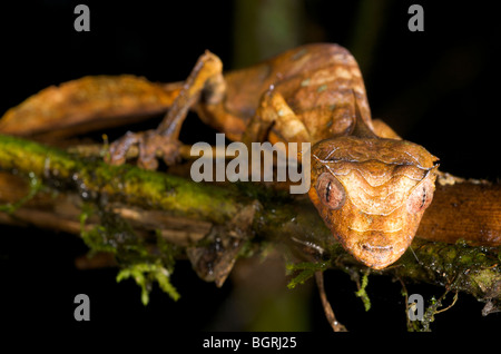 Foglia satanico-tailed geko, Madagascar Foto Stock