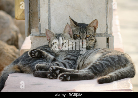 Grigio a due gattini nel sole, Limassol, Cipro Foto Stock