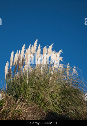 Pampa erba nel giardino luminoso contro il cielo blu nel DEVON REGNO UNITO Foto Stock