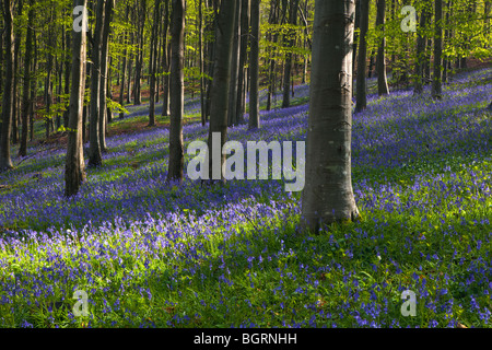 Un tappeto di Bluebells nel bosco immerso nella luce del sole Foto Stock
