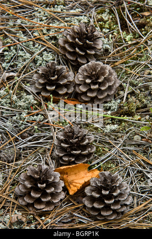 Red pine (Pinus resinosa) cono caduto sul letto di aghi di pino, maggiore Sudbury, Ontario, Canada Foto Stock