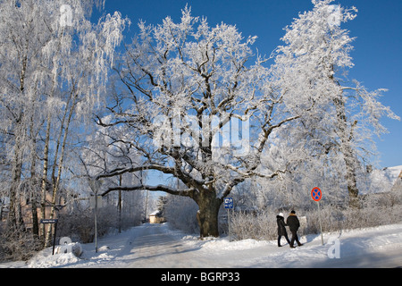 Coperto di brina big oak Quercus robur il Kapteina Zolta Street nella città di Jurmala Lettonia Foto Stock