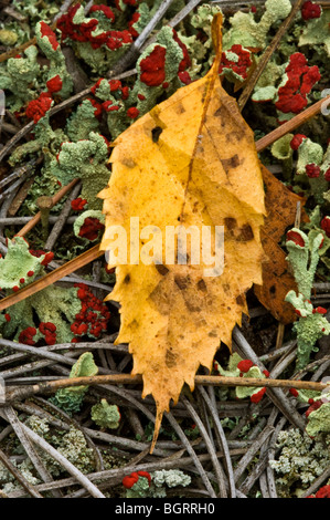 Soldato britannico lichen (Cladonia cristatella) corpi fruttiferi e caduti foglia, maggiore Sudbury, Ontario, Canada Foto Stock