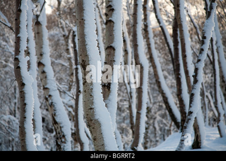 Argento di betulle a Lawrencefield tra Bakewell e Sheffield nel Peak District Nazione Park, Regno Unito Foto Stock