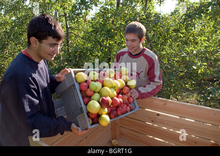 Gli adolescenti di prelevare le mele in autunno per fare alcuni pocket money Foto Stock