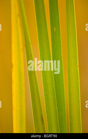 Tifa (Typha latifolia) lascia con la scomparsa di pigmento verde, Naughton, Ontario, Canada Foto Stock