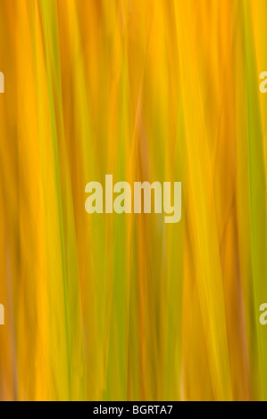 Tifa (Typha latifolia) in tarda estate con la scomparsa di pigmento verde (movimento della telecamera), Sudbury, Ontario, Canada Foto Stock