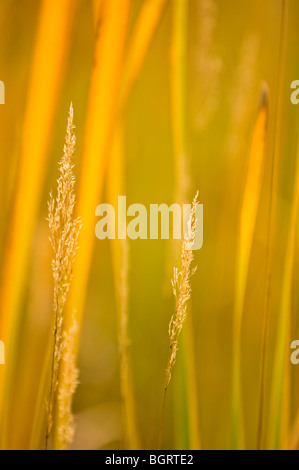 Tifa (Typha latifolia) ingiallimento foglie in tarda estate, Sudbury, Ontario, Canada Foto Stock