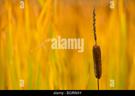 Tifa (Typha latifolia) lascia con la scomparsa di pigmento verde, Naughton, Ontario, Canada Foto Stock