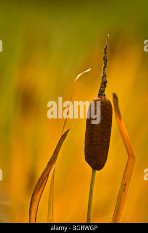 Tifa (Typha latifolia) ingiallimento foglie in tarda estate, Sudbury, Ontario, Canada Foto Stock