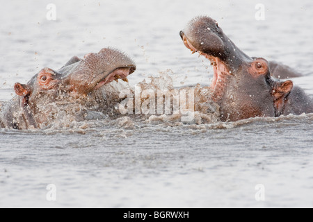 Gruppo di wild ippopotami in un fiume. La foto è stata scattata in del Botswana Chobe National Park. Foto Stock