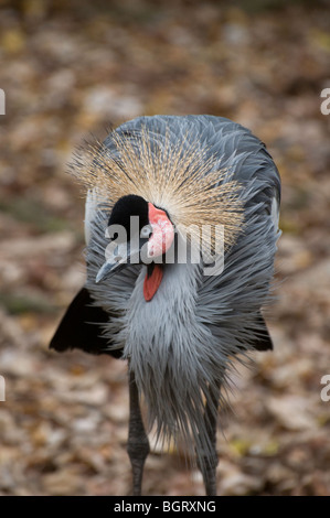 East African Crowned Crane Balearica regulorum gibbericeps al Silver Springs Florida Foto Stock