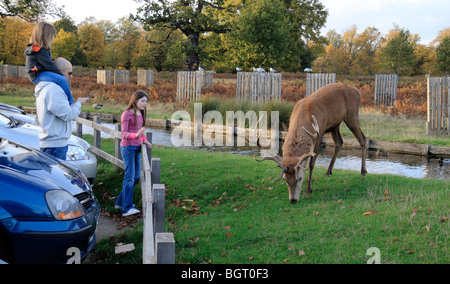 Un grande maschio stag cervo rosso passeggiate vicino a un gruppo di famiglia, Bushy Park, Richmond, Regno Unito. Foto Stock