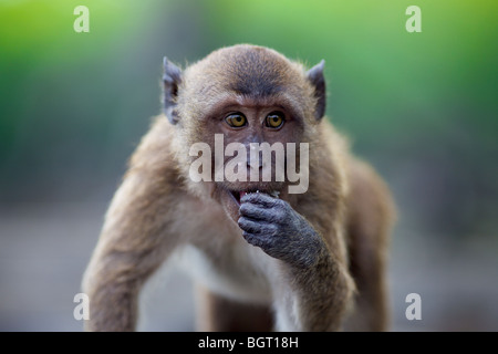 Macaco Rhesus scimmie che vivono in ambiente selvatico sull'isola di Phuket ,Thailandia Foto Stock